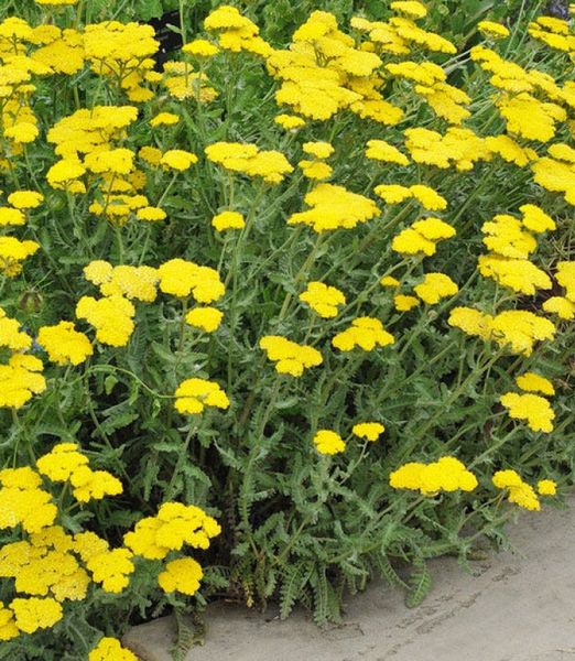 Achillea tomentosa 'Little Moonshine'